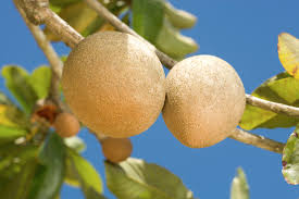 The tree is also cultivated in the caribbean. Pouteria Sapota Wikipedia