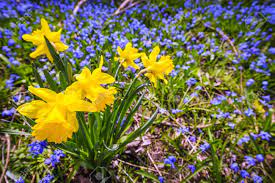 If you're not sure of the flower's name, but you know it's colour and some other distinguishing feature, like the number of petals, then go to the colours list to browse thumbnail pictures of flowers having the same colour. Yellow Spring Daffodils And Blue Flowers Glory Of The Snow Blooming Stock Photo Picture And Royalty Free Image Image 20240046