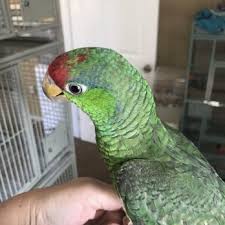 Check out the pet birds online, then visit your local petsmart store to pick out and take home your new feathered friend. Exotic Pet Birds 10 Photos Pet Stores 2138 Empire Blvd Webster Ny Phone Number