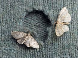 how to get rid of moths at home 15
