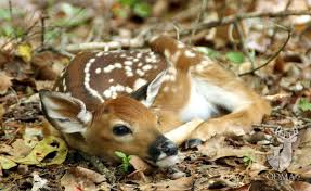 5 Common Myths About Whitetail Fawns - NDA