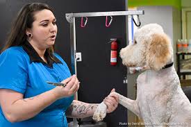 Passion fur pets ® is a professional, reputable mobile dog and cat grooming salon devoted to keeping your pets healthy, clean, and beautiful! Local Pet Groomer Shares Her Recipe For Success Passion Heart And A Lot Of Dogs Loveland Magazine