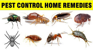 how to get rid of household pests with