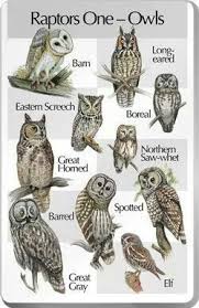 Owl Chart Owl Barred Owl Horned Owl