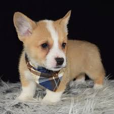 We stayed at the super dog kimpton shorebreak huntington beach resort and i've never felt so pampered in my life. Corgi Puppies For Sale In Va Petswall
