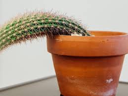 If you own a cactus, then you'll be keen to know how fast it will grow and how large it will get with time. Help My Cactus Is Dying Why Is My Cactus Dying Cactusway