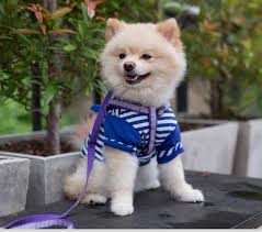 pomeranian puppies and dogs in fort