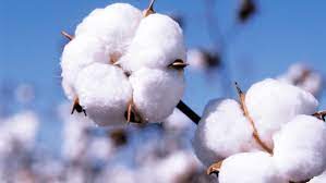 how is cotton made and why is it so bad