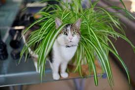 16 Houseplants That Are Safe For Cats