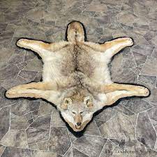 coyote full rug taxidermy mount 26288
