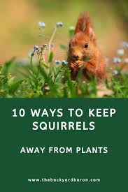 how to keep squirrels away from plants