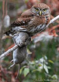 The cactus ferruginous pygmy owl is one of three subspecies of the ferruginous pygmy owls. What Do Owls Eat Definitive Guide To 33 Types Of Owls Deep Analysis