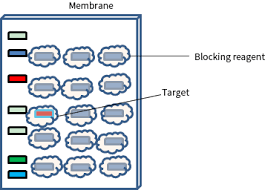 membrane blocking for western blot