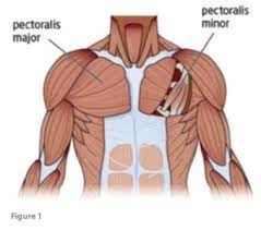 In this post, you will learn the chest muscles anatomy which is easy since there are not so many muscles. Pectoralis Major Strain Sports Clinic Nq