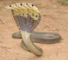 cobra five head snake hd wallpaper
