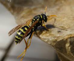 Wasp Identification Wasps