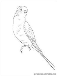 Did you scroll all this way to get facts about parakeet color? Swallow Coloring Pages For Kids Preschool And Kindergarten Bird Coloring Pages Coloring Pages Bird Outline