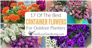 17 Top Container Garden Flowers For