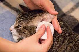 how to clean cats ears a comprehensive