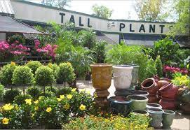15 Best Houston Plant Delivery Services