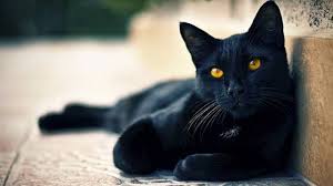 Untuk mimpi kucing kencing dengan warna hitam ini. Ini 11 Mitos Kucing Hitam Nomor 3 Serem Banget Sriwijaya Post