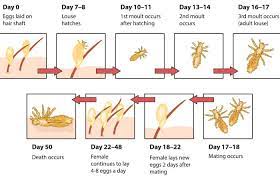 what is head lice life cycle how long