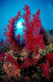 Korallenriff mit roten Weichkorallen, … – License image – 70028847 ❘  lookphotos