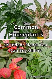 Also commonly known as anthurium, tailflower, or flamingo flower, laceleaf is amongst the most common indoor flowering plants grown for their brightly colored flower you need to place your plants in a brightly lit location in the house or office. Common Houseplants Details On Indoor Plants That Are Low Maintenance