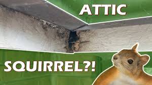easily remove squirrels from your attic