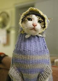 Do your cats like wearing clothes? 10 Funniest Clothes Wearing Animals Animals Clothes Dressed Up Oddee