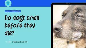 do dogs smell before they dog