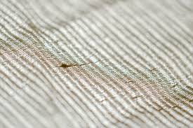 Early Signs Of Bed Bugs 5 Red Flags