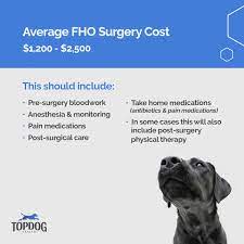 fem head osteotomy fho for dogs