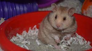 Sand Happy Paws Hamsters