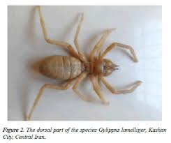 United states army on reddit. A Preliminary Study On Fauna Of Medical Important Solpugid Chelicerata Arachnida Solifugae In Kashan City Central Iran
