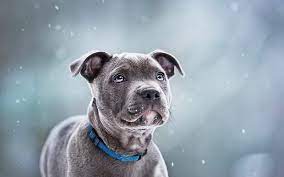 staffordshire bull terrier wallpapers
