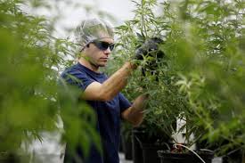 The company offers products including oils and concentrates, soft gel capsules and hemp. Canopy Growth Is Rallying After Beating On Revenue Thanks To Huge Legal Marijuana Sales In Canada Cgc Markets Insider