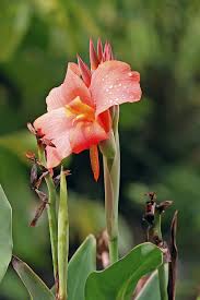 Cannas are produced from rhizomes and are herbaceous perennials. Canna Plant Wikipedia