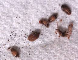 carpet beetle larvae what s that bug
