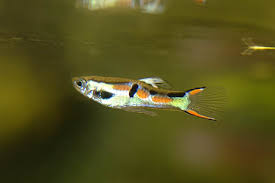 Often called endlers guppies, endlers livebearers closely resemble guppies (poecilia reticulata); Poecilia Wingei Endler S Livebearer Seriously Fish
