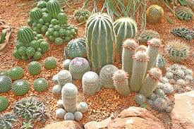 25 Beautiful Cactus Garden Ideas