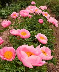 About Herbaceous Peonies American