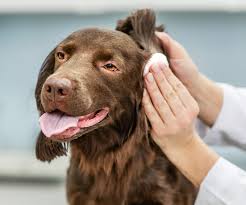 cleaning your dogs ears