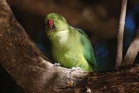 in search of opium parrots are