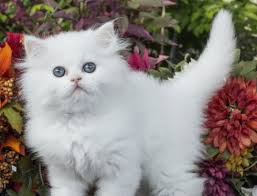 Once you place a deposit on a kitten, the price will not change. Home Ethereal Persians
