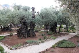 mount of olives gethsemane dossier