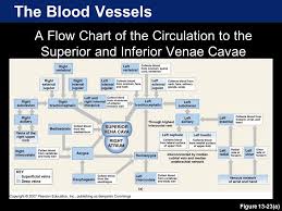 The Cardiovascular System The Blood Vessels Blood Vessel