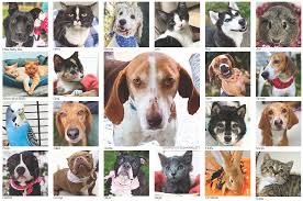 (c.a.r.e.) was founded in 2011 in the richmond, virginia area. A Good Problem To Have Homeless Pets In Short Supply At County Shelters Chesterfield Observer
