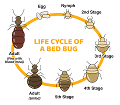 Best Bed Bug Control Of 2022
