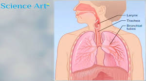 respiratory system gas exchange video